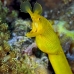 eel_ribbon_kbraerpr3_v_0184_sul7028.jpg